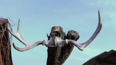 Ağaçtaki geyiğin boynuzları, gökyüzüne karşı.