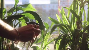 Çiçekleri sulamak, bir spreyle, bir pencerenin arka planına ve güneşe karşı