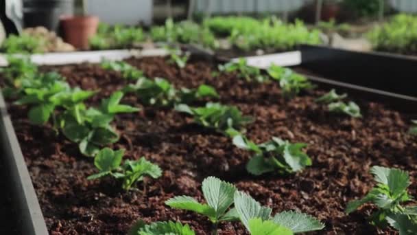 Fertilizando Camas Plantas Crescimento Morangos — Vídeo de Stock
