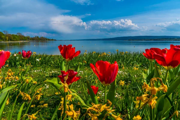 Semester Våren Den Vackra Bodensjön Med Blå Himmel Och Blommor — Stockfoto
