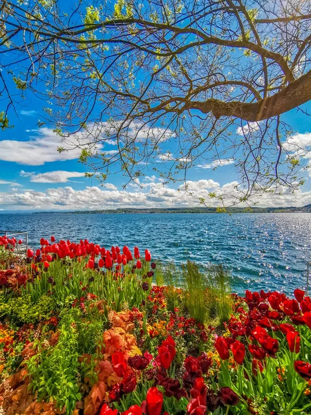 Vacaciones Primavera Hermoso Lago Constanza Con Tulipanes Orilla Del Lago — Foto de Stock
