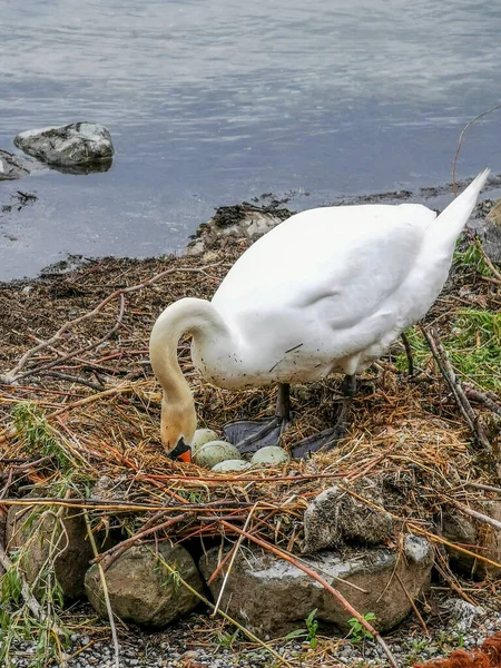 Schwan Mit Eiern Nest — Stockfoto