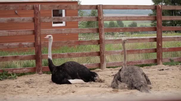 Dos avestruces en pluma. Grandes pájaros hermosos — Vídeo de stock