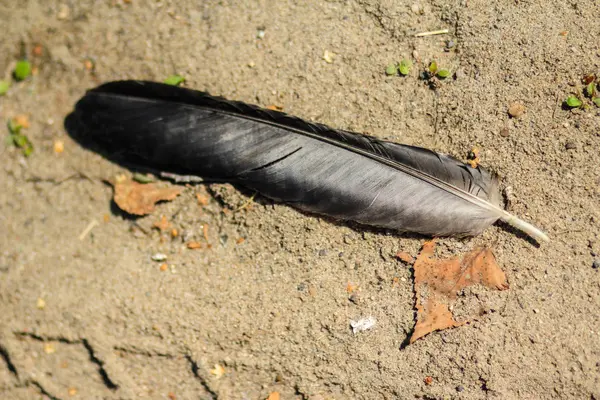 Перо птицы с текстурой на песке — стоковое фото
