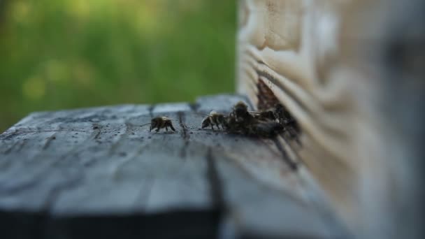 Honigbienen beim Start aus dem Stock gefilmt, aus nächster Nähe — Stockvideo