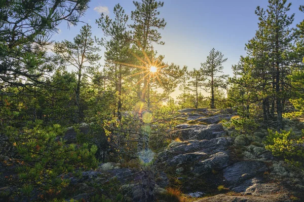 Sunrise in pine tree forest on rocky mountain. Beautiful nordic