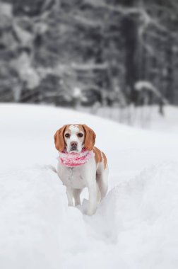 Beagle kışın niteliğine