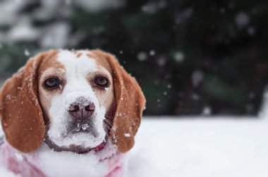 Beagle kışın niteliğine