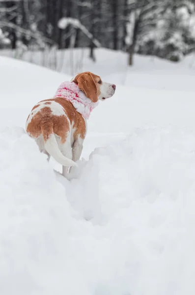 Beagle na natura w zimie — Zdjęcie stockowe