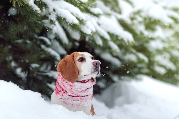 Beagle kışın niteliğine