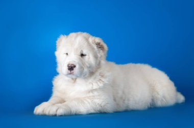 Orta Asya Çoban Köpeği