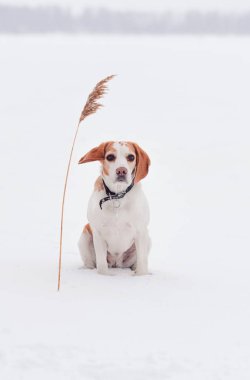 Beagle kışın niteliğine