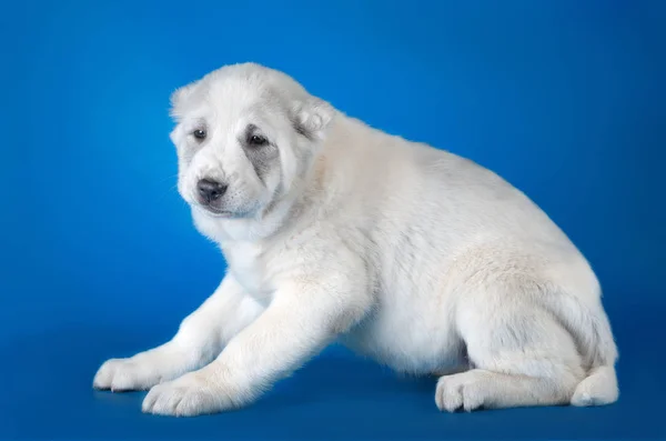 Orta Asya Çoban Köpeği — Stok fotoğraf
