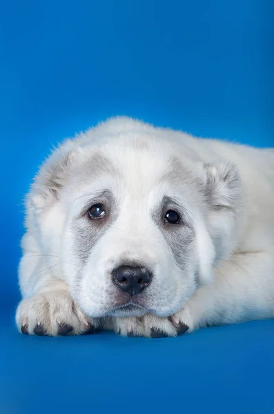 Orta Asya Çoban Köpeği — Stok fotoğraf
