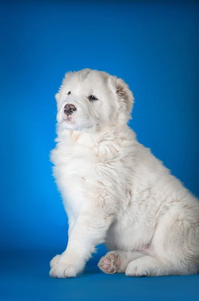 Центральноазіатський собака - пастух — стокове фото