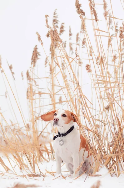 Beagle na natureza no inverno — Fotografia de Stock