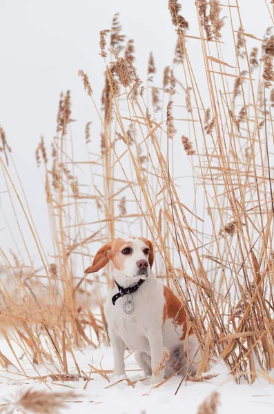 Beagle sur la nature en hiver — Photo