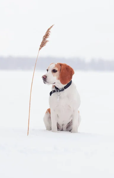 Bígl na příroda v zimě — Stock fotografie