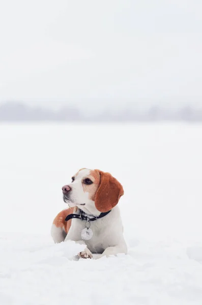 A téli természet Beagle — Stock Fotó