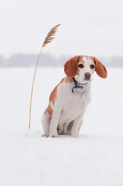 Bígl na příroda v zimě — Stock fotografie