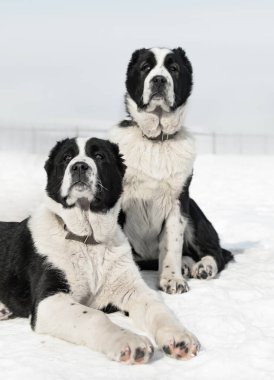 Orta Asya Çoban Köpeği
