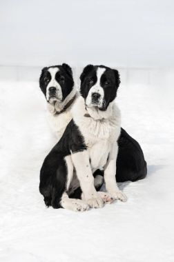 Orta Asya Çoban Köpeği