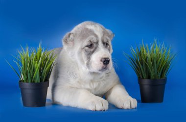 Mavi bir arka plan üzerinde Orta Asya çoban köpeği