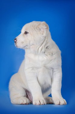 Mavi bir arka plan üzerinde Orta Asya çoban köpeği