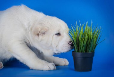 Mavi bir arka plan üzerinde Orta Asya çoban köpeği
