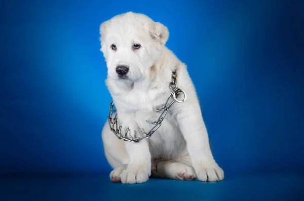 Zentralasiatischer Schäferhund auf blauem Hintergrund — Stockfoto