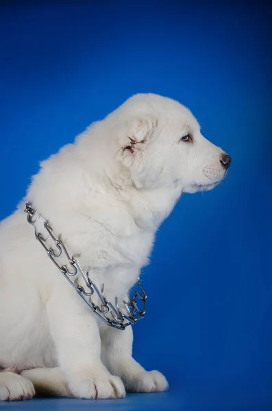 Central Asian Shepherd Dog on a blue background