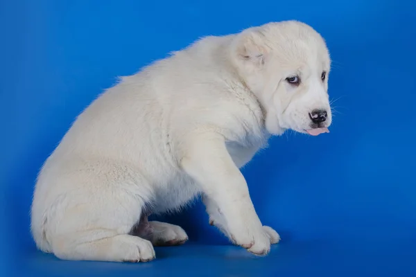 Zentralasiatischer Schäferhund auf blauem Hintergrund — Stockfoto