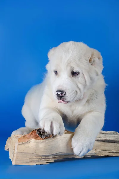 Central asiático pastor perro en un azul fondo — Foto de Stock