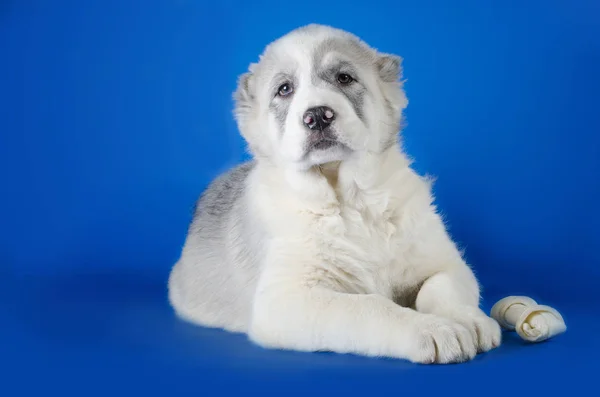 Central Asian Shepherd Dog on a blue background — Stock Photo, Image