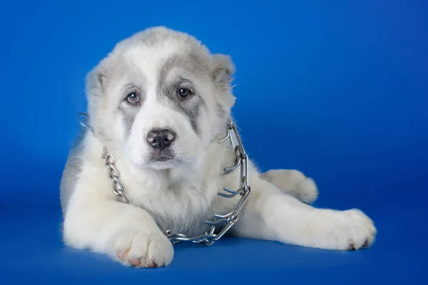 Centraal Aziatische herder op een blauwe achtergrond — Stockfoto