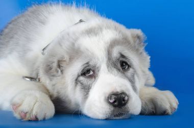 Orta Asya Çoban Köpeği