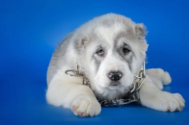 Orta Asya Çoban Köpeği
