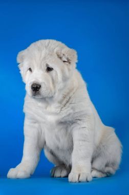 Orta Asya Çoban Köpeği