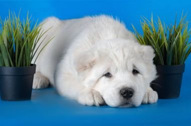 Orta Asya Çoban Köpeği