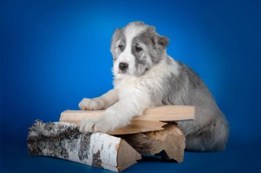 Orta Asya Çoban Köpeği