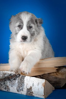 Orta Asya Çoban Köpeği