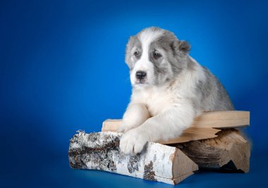 Orta Asya Çoban Köpeği