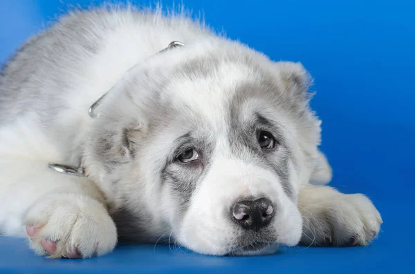 Orta Asya Çoban Köpeği