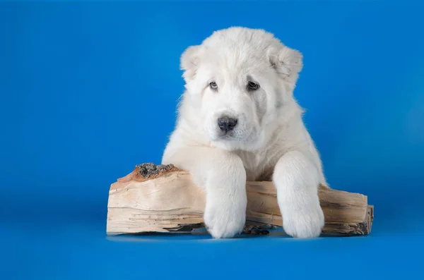 中央アジアの羊飼い犬 — ストック写真