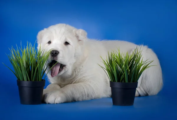 Zentralasiatischer Schäferhund — Stockfoto