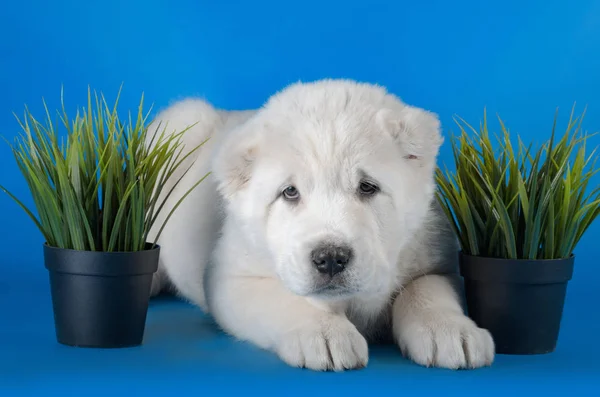 Центральноазіатський собака - пастух — стокове фото
