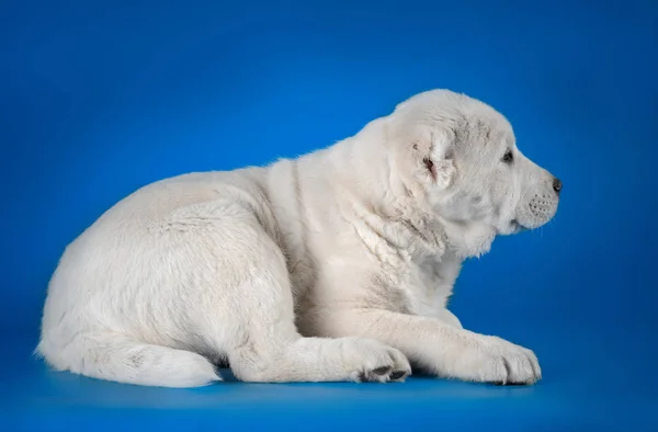 Orta Asya Çoban Köpeği — Stok fotoğraf