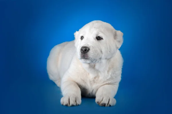 Orta Asya Çoban Köpeği — Stok fotoğraf