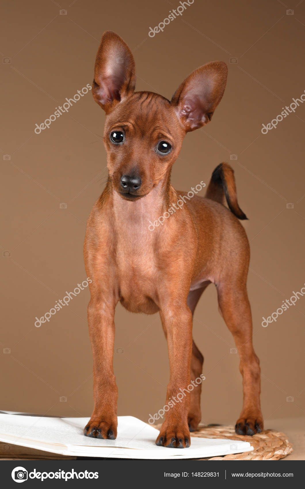 Pinscher enano sobre fondo beige fotografía de stock © adikatz