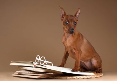 Cüce pinscher bej renkli arka plan üzerinde